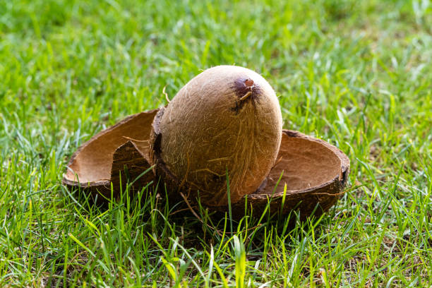 dry coconut shell