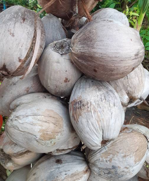 large husked coconuts