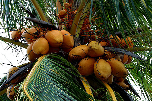 tender coconuts