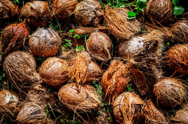 husked coconuts