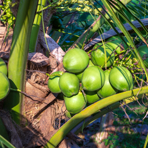 tender coconut 3