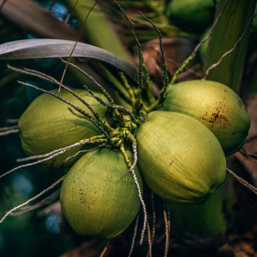 tender coconuts